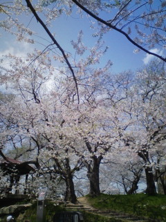 2011/05/04 cherry blossoms.JPG