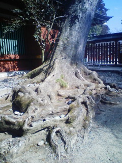 roots.JPG