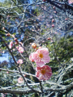 ume blossoms.JPG